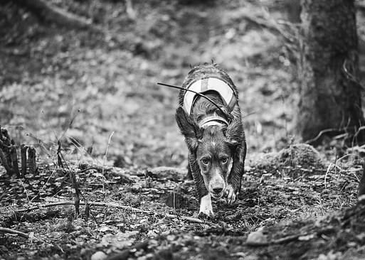 Hunting dog with antenna